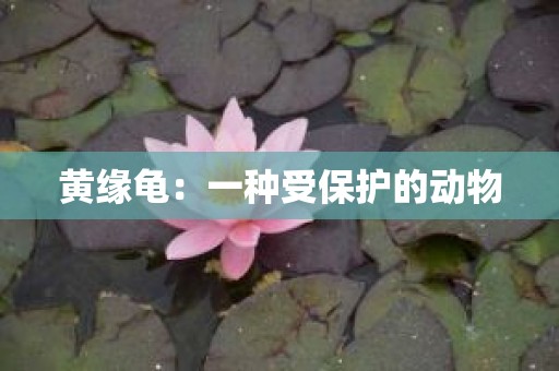 黄缘龟：一种受保护的动物