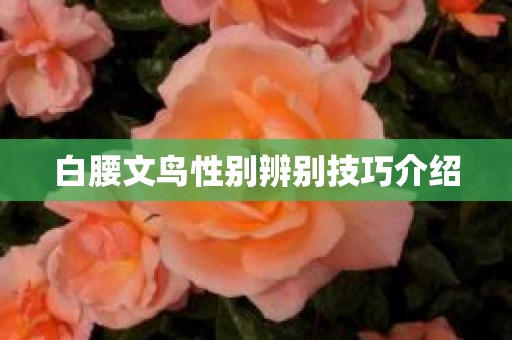 白腰文鸟性别辨别技巧介绍