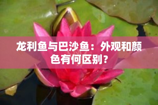 龙利鱼与巴沙鱼：外观和颜色有何区别？