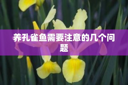 养孔雀鱼需要注意的几个问题