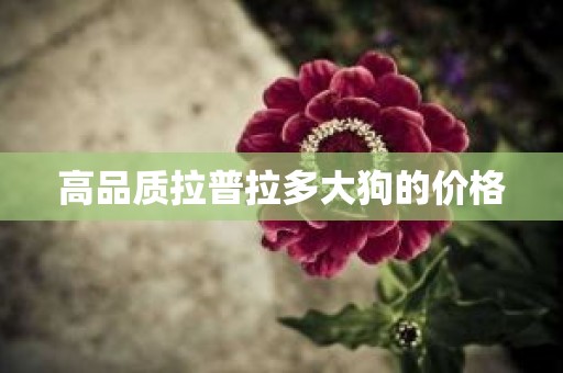 高品质拉普拉多大狗的价格