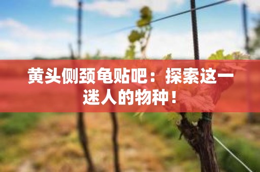 黄头侧颈龟贴吧：探索这一迷人的物种！