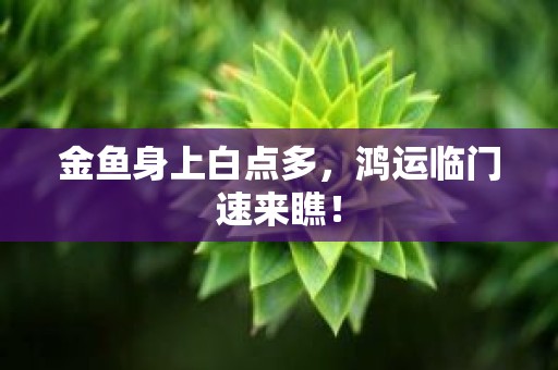 金鱼身上白点多，鸿运临门速来瞧！