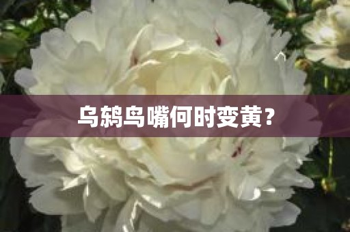 乌鸫鸟嘴何时变黄？
