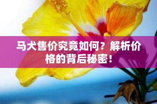 马犬售价究竟如何？解析价格的背后秘密！