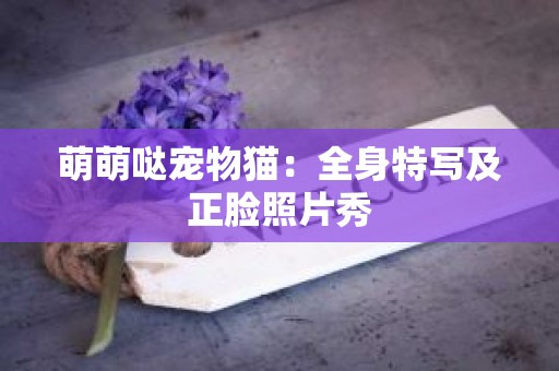 萌萌哒宠物猫：全身特写及正脸照片秀