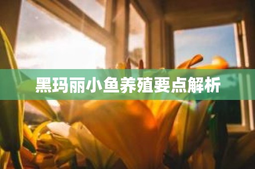 黑玛丽小鱼养殖要点解析