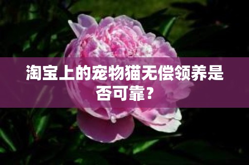 淘宝上的宠物猫无偿领养是否可靠？