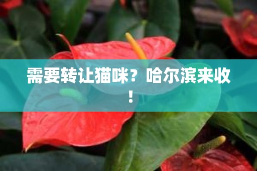 需要转让猫咪？哈尔滨来收！