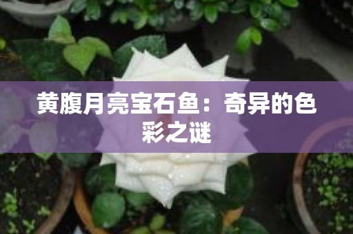 黄腹月亮宝石鱼：奇异的色彩之谜