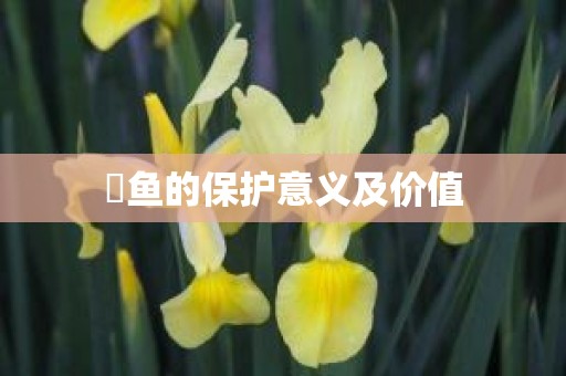 鳡鱼的保护意义及价值