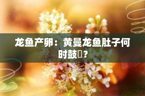 龙鱼产卵：黄曼龙鱼肚子何时鼓脹？