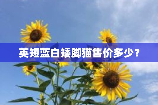 英短蓝白矮脚猫售价多少？