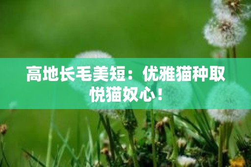 高地长毛美短：优雅猫种取悦猫奴心！
