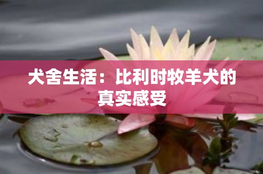 犬舍生活：比利时牧羊犬的真实感受