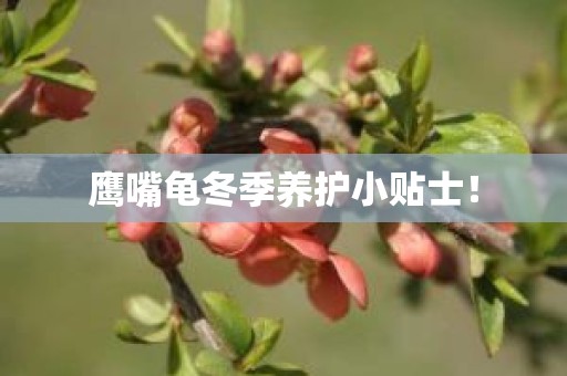 鹰嘴龟冬季养护小贴士！