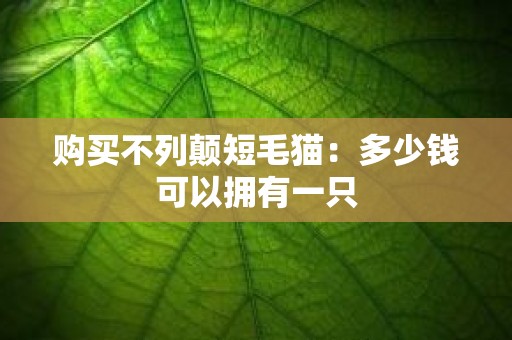购买不列颠短毛猫：多少钱可以拥有一只