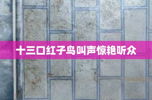 十三口红子鸟叫声惊艳听众