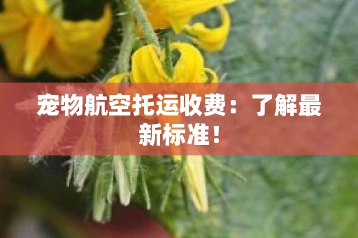 宠物航空托运收费：了解最新标准！