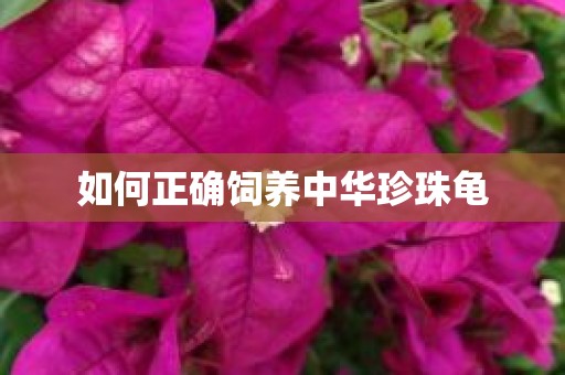 如何正确饲养中华珍珠龟