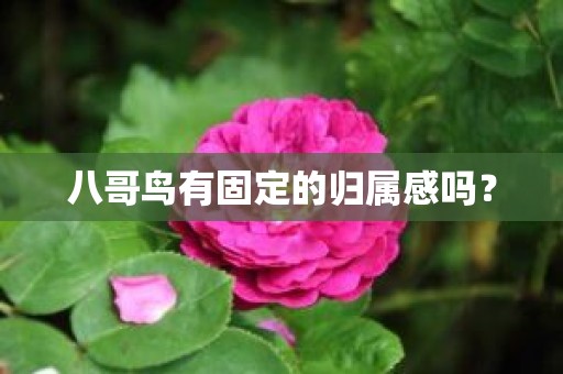 八哥鸟有固定的归属感吗？