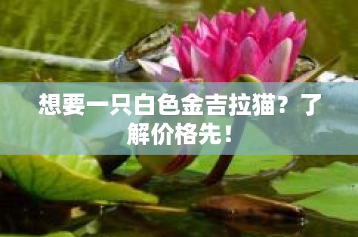 想要一只白色金吉拉猫？了解价格先！