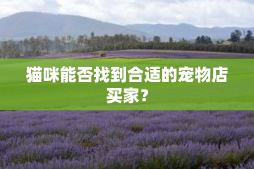 猫咪能否找到合适的宠物店买家？