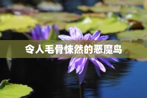 令人毛骨悚然的恶魔鸟