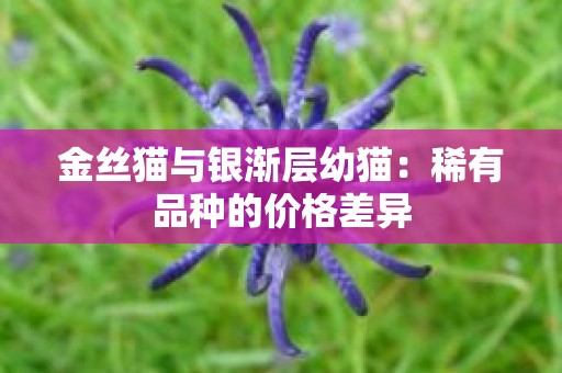 金丝猫与银渐层幼猫：稀有品种的价格差异