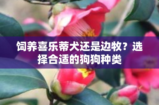 饲养喜乐蒂犬还是边牧？选择合适的狗狗种类