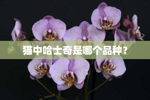 猫中哈士奇是哪个品种？