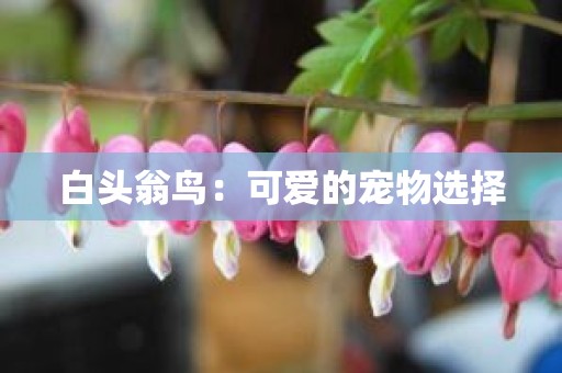 白头翁鸟：可爱的宠物选择