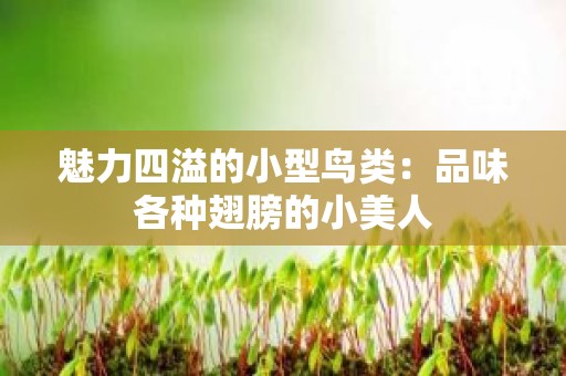 魅力四溢的小型鸟类：品味各种翅膀的小美人