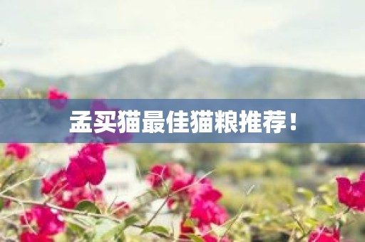 孟买猫最佳猫粮推荐！