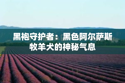 黑袍守护者：黑色阿尔萨斯牧羊犬的神秘气息