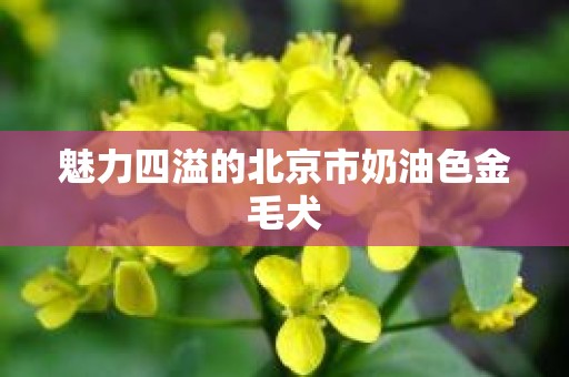 魅力四溢的北京市奶油色金毛犬