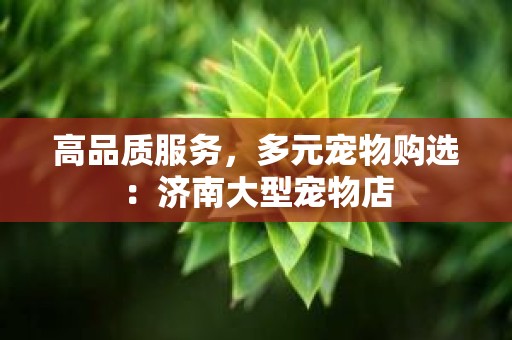 高品质服务，多元宠物购选：济南大型宠物店