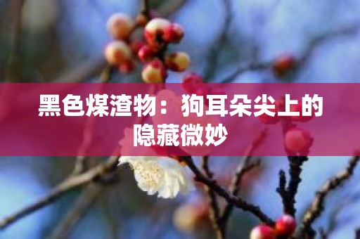 黑色煤渣物：狗耳朵尖上的隐藏微妙