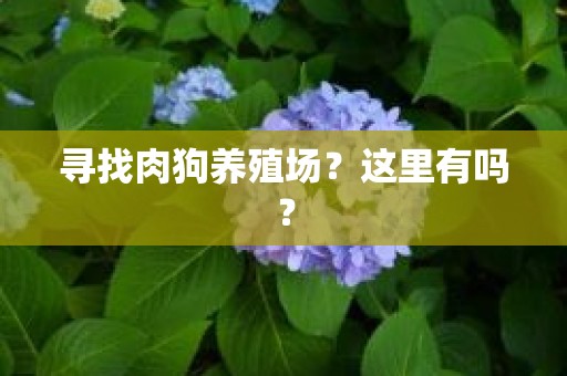 寻找肉狗养殖场？这里有吗？