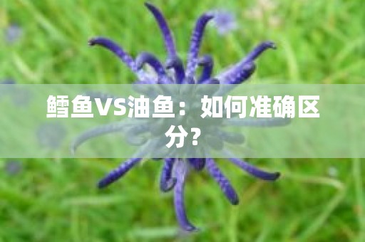 鳕鱼VS油鱼：如何准确区分？