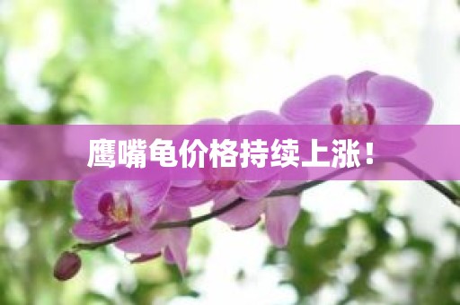 鹰嘴龟价格持续上涨！