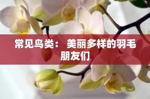 常见鸟类： 美丽多样的羽毛朋友们