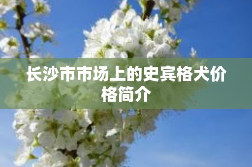 长沙市市场上的史宾格犬价格简介