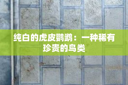 纯白的虎皮鹦鹉：一种稀有珍贵的鸟类