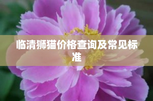 临清狮猫价格查询及常见标准