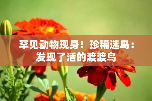 罕见动物现身！珍稀迷鸟：发现了活的渡渡鸟