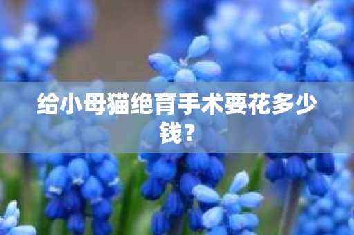 给小母猫绝育手术要花多少钱？