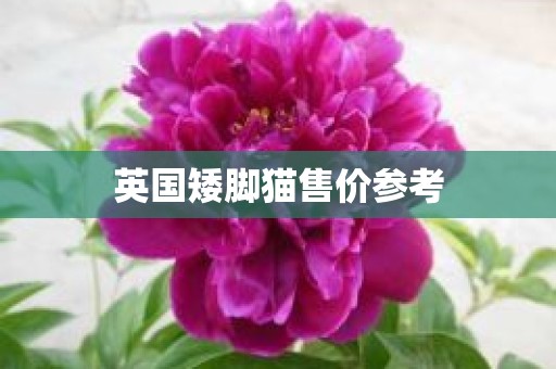 英国矮脚猫售价参考