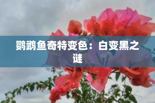 鹦鹉鱼奇特变色：白变黑之谜
