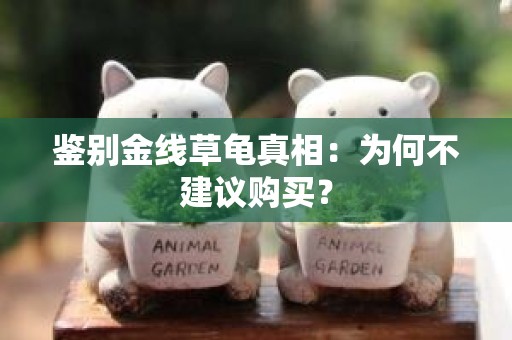 鉴别金线草龟真相：为何不建议购买？